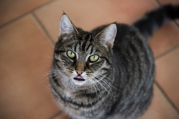 Tabby cat seen from above, licks the lips while waiting for food