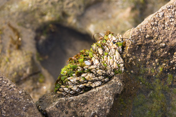 Tidepool with Shells