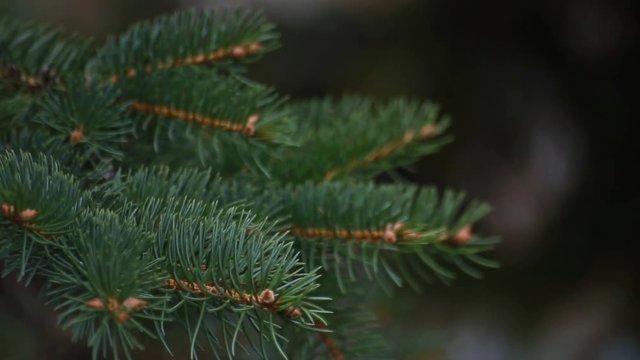 Closeup of pine tree branch