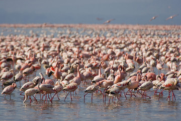 Naklejka premium Lesser Pink Flamingoes