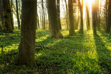 Spring forest with wood anemone flowers and fresh green grass on the ground, backlit with sunrays, copy space
