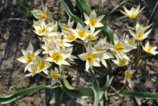 Tulipan turkiestański - Tulipa turkestanica