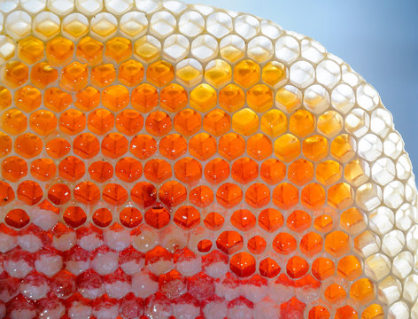 Fresh honey in honeycombs
