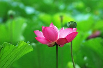 Obraz premium blooming lotus flower in summer pond with green leaves as background