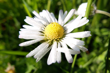 Obraz premium Bellis perennis