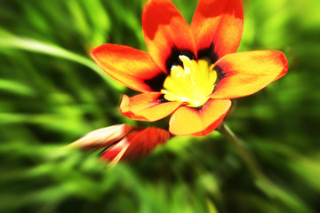 Flower Close Up Zoom Burst High Quality 