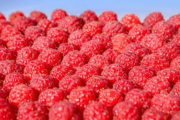 Lots of ripe raspberry, background