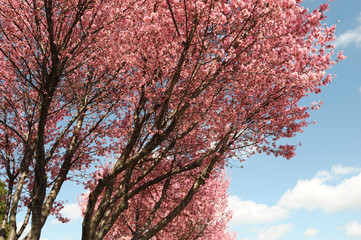 pink cherry blossom in sunny day under blue sky