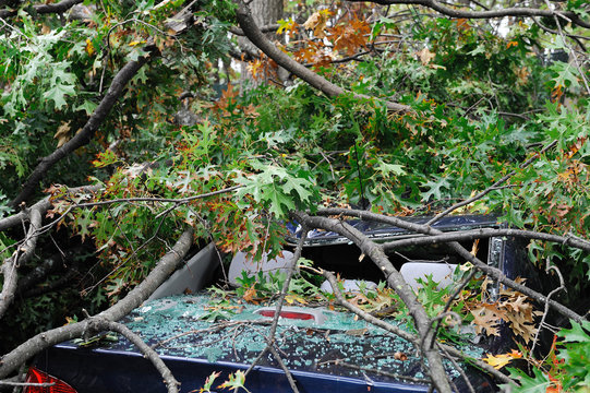 car damaged by fallen tree during storm