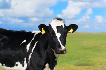 Cow in Holland