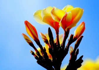 Yellow plumeria