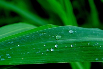 Dewdrops on leaves Droplets of water collect in leaves
