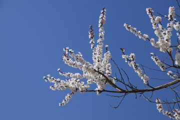 Spring flowering trees. Pollination of flowers of apricot. Blooming wild apricot in the garden