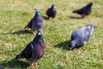 Close-up Photo of pigeons on alley. Dove over the grass. Pigeons in the city. Birds series 