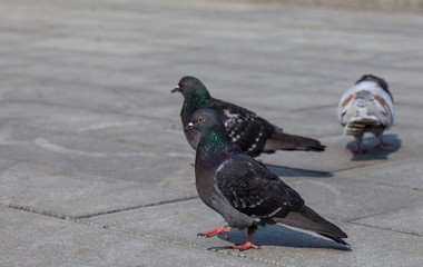 Pigeon on the street. City dove. Birds series