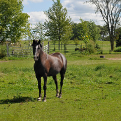 Fototapeta premium Bay horse standing in pasture, full view.