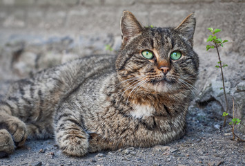 Naklejka na ściany i meble Street gray cat with green eyes