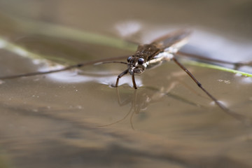 Common pond skater (Gerris lacustris). Aquatic bug aka common water strider on surface of pond, showing detail of eyes and front legs adapted to hunting