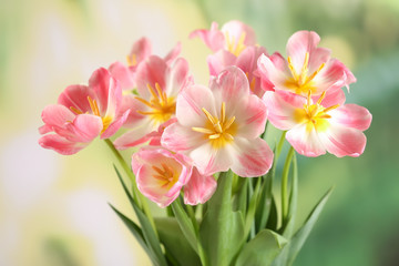 Obraz na płótnie Canvas Beautiful pink tulips on blurred background
