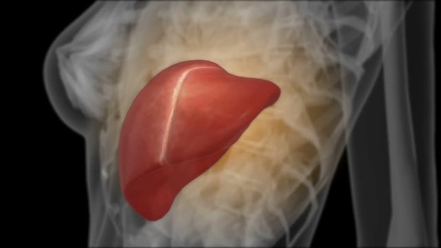 X-ray of the liver