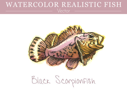 Hand painted watercolor fish isolated on white background. Black scorpionfish, Scorpaena porcus, venomous scorpionfish. Scorpaenidae family fish. Colorful edible, saltwater fish. Vector illustration.