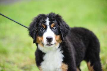 Bernese mountain dog