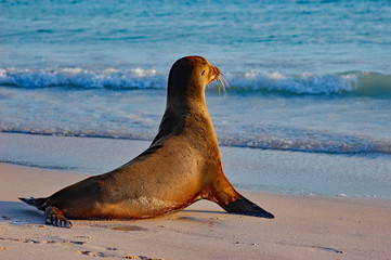 Sea lion pup gazing towards the open ocean on a Galapagos beach