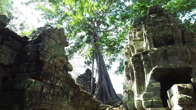 Ta Prohm Temple. Tree on the ruins of Ta Prohm temple at Angkor Wat complex in Cambodia.