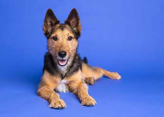 Shepherd Mix