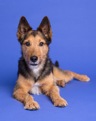 Shepherd Mix Dog