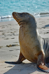 Naklejka premium portrait of sea lion with ocean background on a Galapagos beach