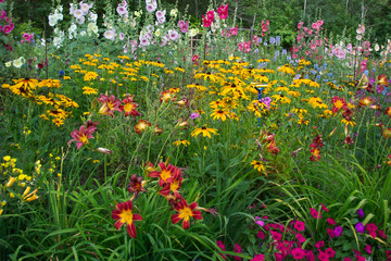 field of wildfowers