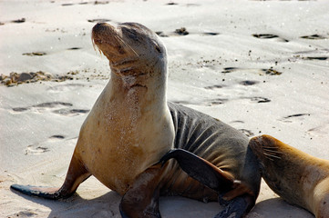 Fototapeta premium Galapagos sea lion at the beach