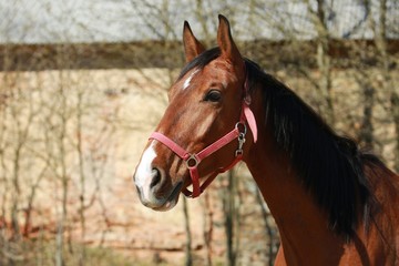 Obraz premium Portrait of brown horse with head collar, close up, blurry background, watching, side view, farm animal, sunny day, daylight