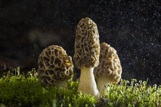 Magic Morels mushroom