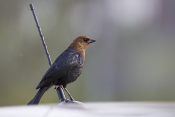 The brown-headed cowbird