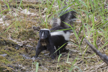 Striped skunk (Mephitis mephitis)  in spring