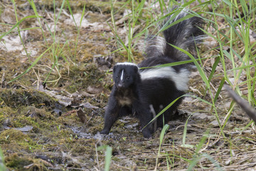 Striped skunk (Mephitis mephitis)  in spring