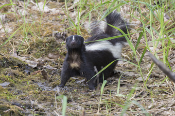 Striped skunk (Mephitis mephitis)  in spring