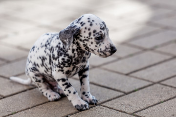 Dalmatian dog. Dalmatian puppy