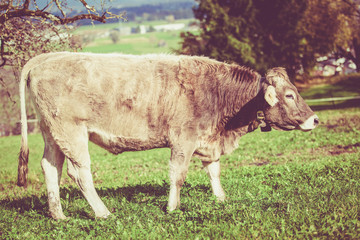 cow on a green summer meadow. Cows on a green field. Swiss cow. Vintage Retro Filter