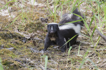 Striped skunk (Mephitis mephitis)  in spring