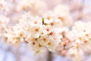 Fototapeta premium 桜
