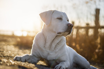 Junger weißer labrador retriever hund am strand bei sonnenuntergang