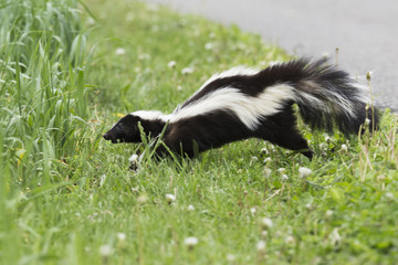 Striped skunk (Mephitis mephitis)  in spring