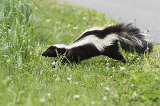 Fototapeta Striped skunk (Mephitis mephitis)  in spring
