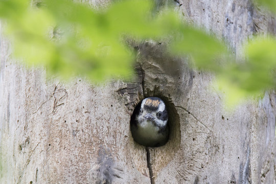 Downy Woodpecker At Nest