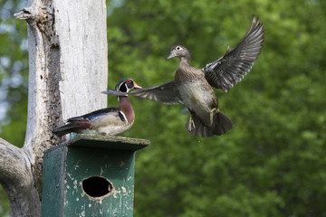 Wood duck nesting 