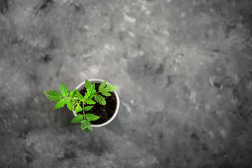 Green Plant Growing In Small Mug