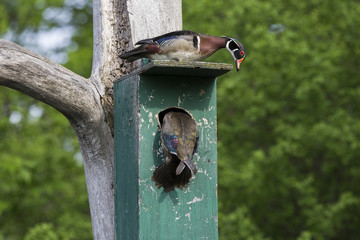 Wood duck nesting 